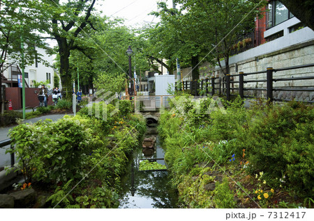 北沢川緑道 7312417