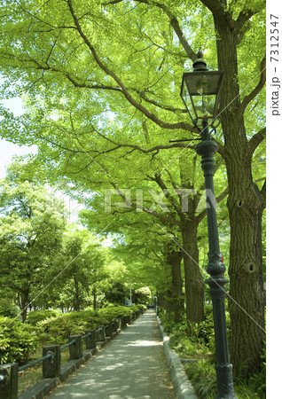 山下公園前の歩道 7312547
