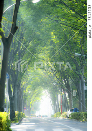 並木道と歩道 並木道と歩道 7312558