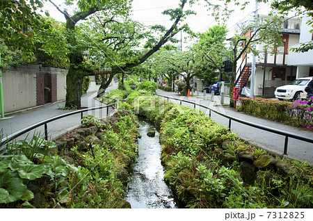 北沢川緑道 7312825