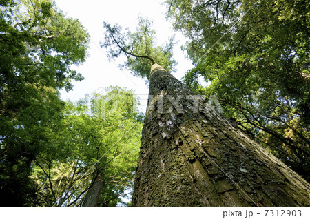 伊勢神宮内宮参道の鉾杉 伊勢神宮内宮参道の鉾杉 7312903