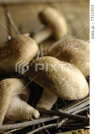 シイタケ 7312955