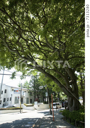 元町公園前の樹 元町公園前の樹 7313280