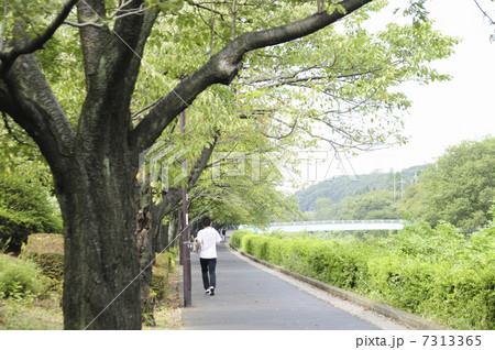 野川の遊歩道 野川の遊歩道 7313365
