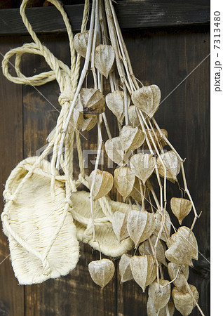 ほおずき ほおずき 7313480