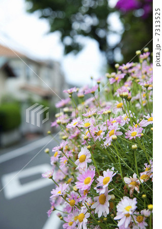 世田谷区代沢の住宅街 7313525