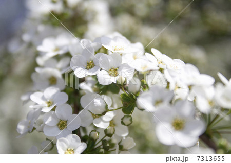 ユキヤナギの花 7313655