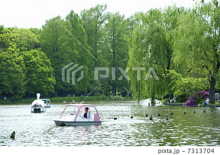 石神井公園の池 石神井公園の池 7313704