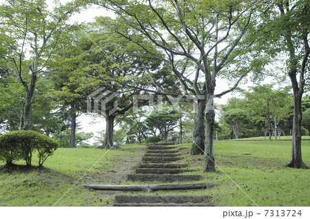 八幡山公園の緑 八幡山公園の緑 7313724