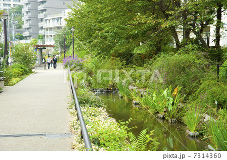目黒川緑道 7314360