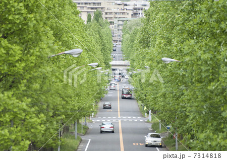 美しが丘の並木道 7314818