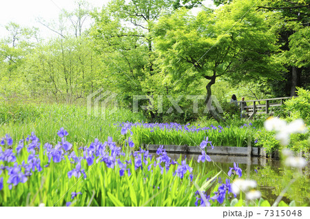 石神井公園の三宝寺池 7315048
