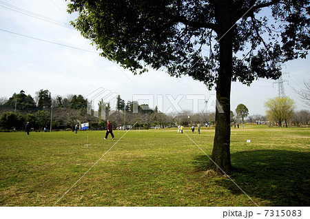 芝生と木 芝生と木 7315083