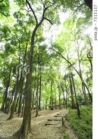 石神井城跡 7315137