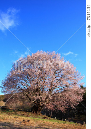 群馬県片品村の天王桜の写真素材