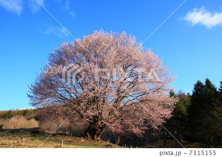 群馬県片品村の天王桜 7315155