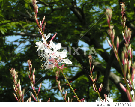 白蝶花は花期の長い花ですの写真素材