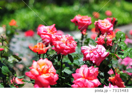 薔薇園 7315483
