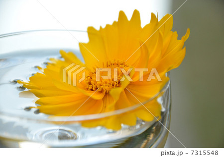 キンケイギク 7315548