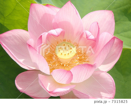 蓮、早朝の花 7315825