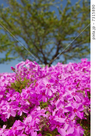 芝桜 芝桜 7315890