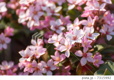 満開のベニバナシャリンバイ 7315992