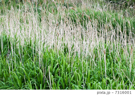 オギ オギ 7316001