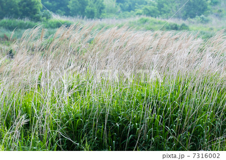 オギ オギ 7316002