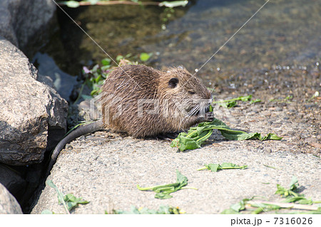 食事中のヌートリアの子 食事中のヌートリアの子 7316026
