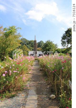 般若寺の十三重石塔とコスモス 般若寺の十三重石塔とコスモス 7316124