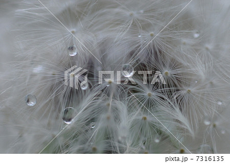 わたげ わたげ 7316135