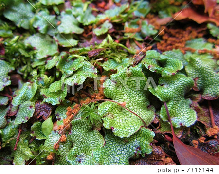 ゼニゴケ ゼニゴケ 7316144