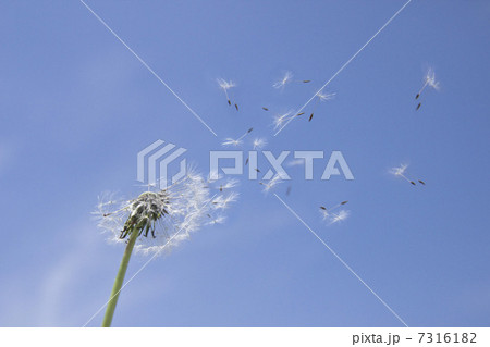 青空に飛ぶタンポポの綿毛 7316182