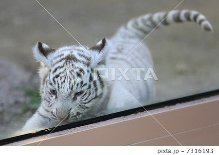 ホワイトタイガーの赤ちゃんの写真素材