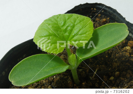 メロンの苗 7316202