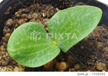 カボチャの双葉 7316205