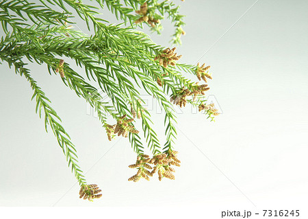 白バック杉の花 白バック杉の花 7316245