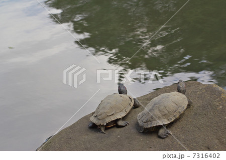 ミシシッピアカミミガメ 7316402