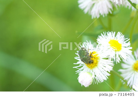 ハナムグリ ハナムグリ 7316405