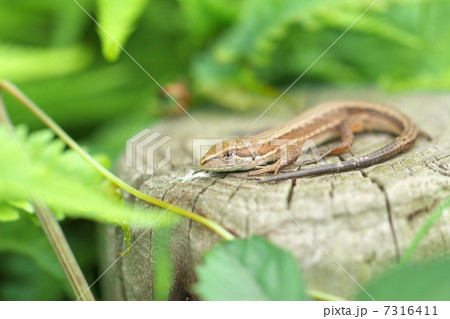 ニホンカナヘビ 7316411
