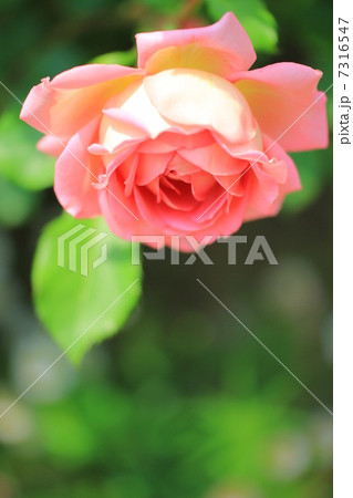 Pretty Roses Pretty Roses 7316547