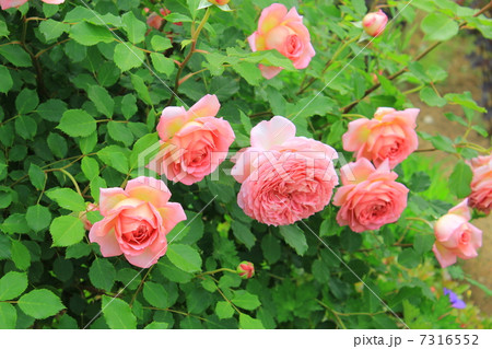 Pretty　Roses 7316552