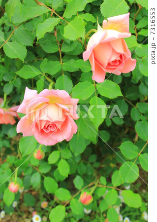 Pretty　Roses 7316553