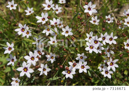 ニワゼキショウ 7316671