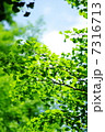 refresh 7316713