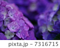 梅雨 7316715