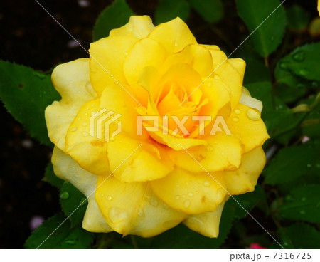 薔薇 7316725