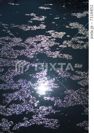 久慈川 シガ 久慈川 シガ 7316852