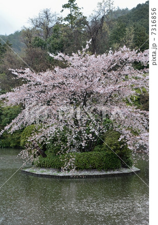 龍安寺の鏡容池 龍安寺の鏡容池 7316856