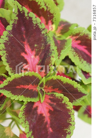 コリウス コリウス 7316857